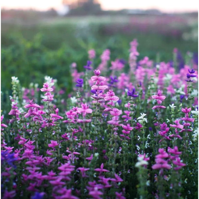 Салвия Клери Mикс Salvia Horminum Clary