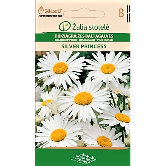 Голяма Маргаритка Сребърна принцеса Leucanthemum maximum