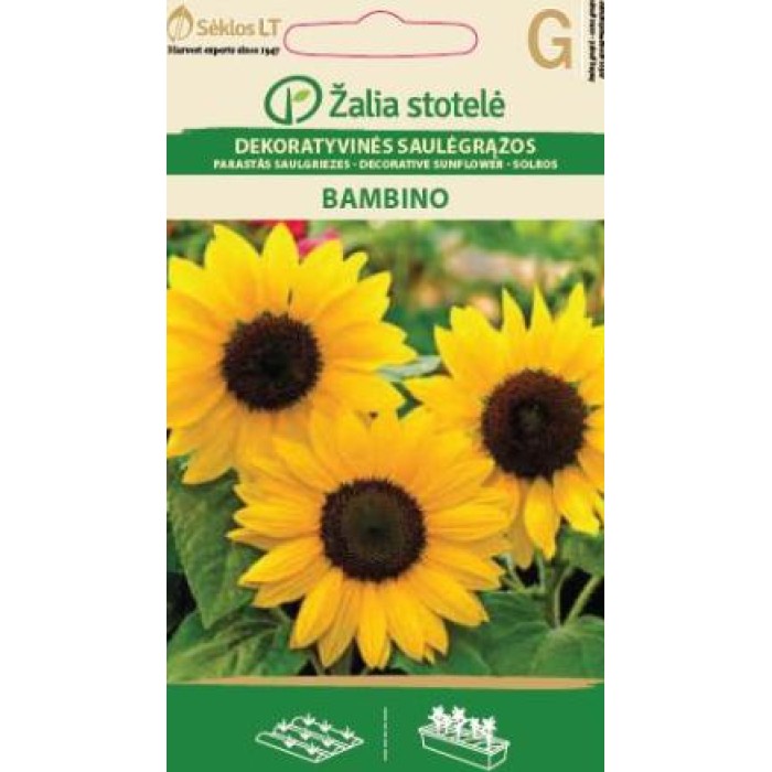 Декоративен слънчоглед Бамбино Helianthus annuus Bambino