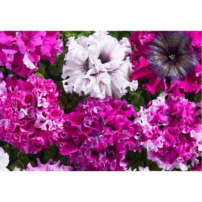 Петуния Едроцветна Триумфът Petunia grandiflora Cernys Triumph