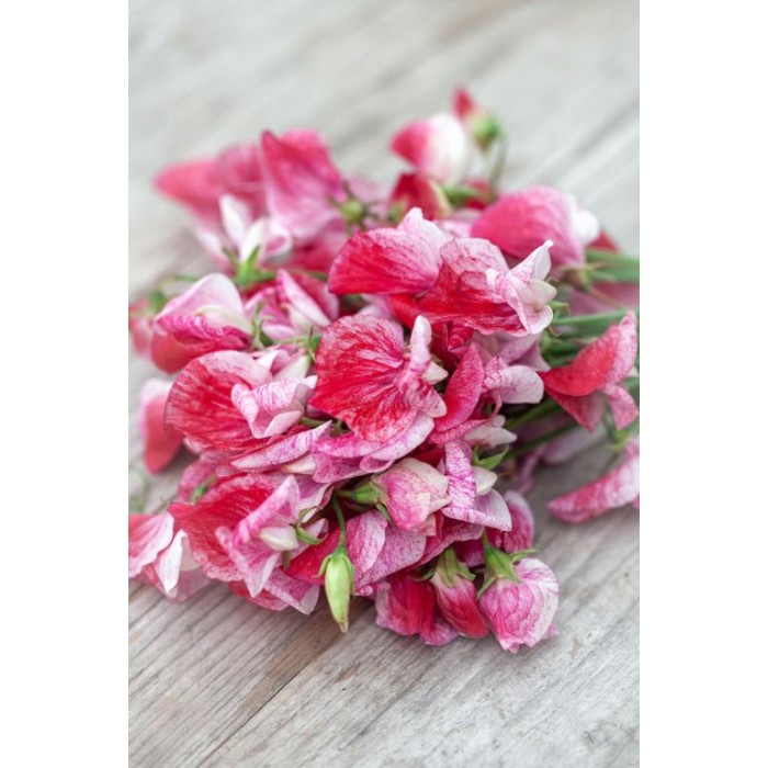 Латирус Американа Lathyrus odoratus