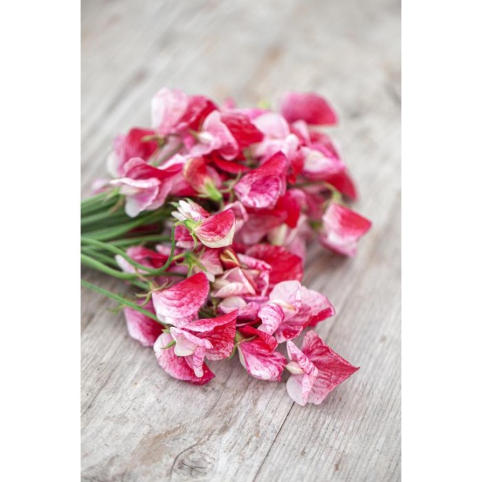 Латирус Американа Lathyrus odoratus