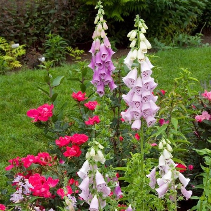 Дигиталис (Напръстник) Микс Digitalis purpurea