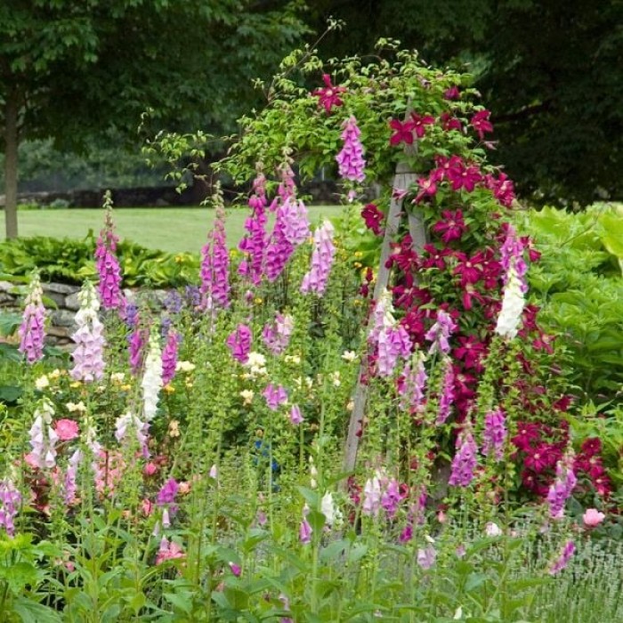 Дигиталис (Напръстник) Микс Digitalis purpurea