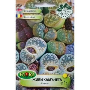 Живи камъчета Lithops sp.