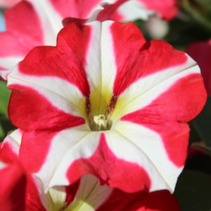 Петуния Червена звезда Petunia x hybrida