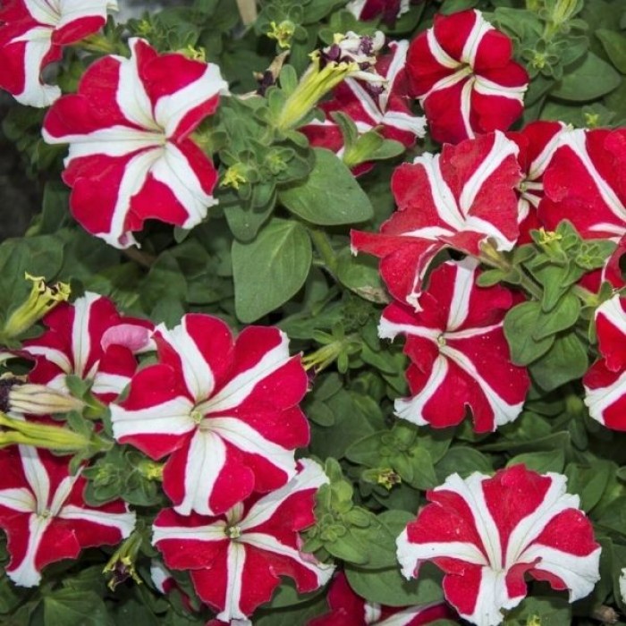 Петуния Червена звезда Petunia x hybrida