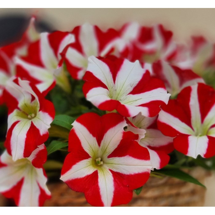 Петуния Червена звезда Petunia x hybrida