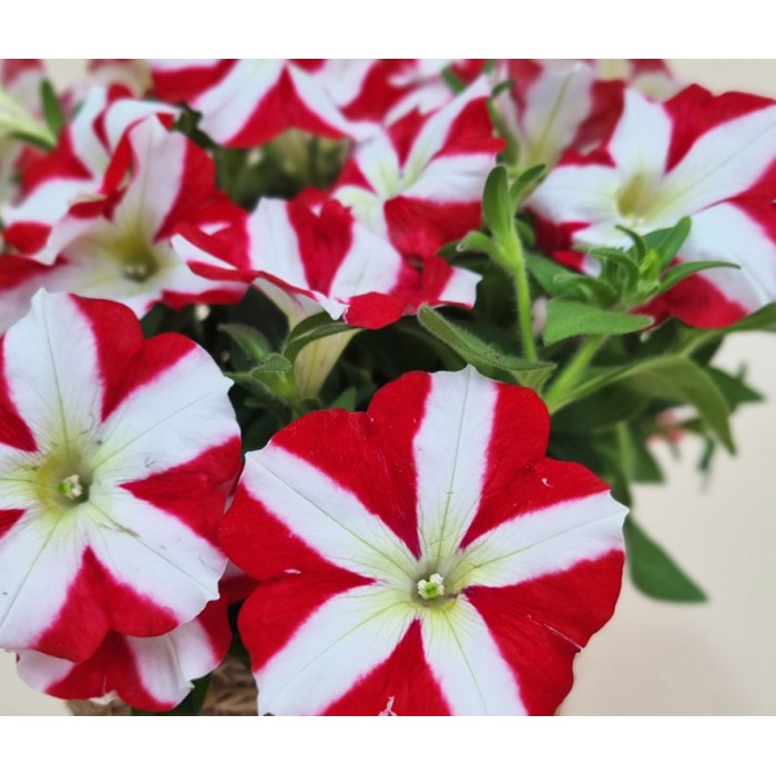 Петуния Червена звезда Petunia x hybrida