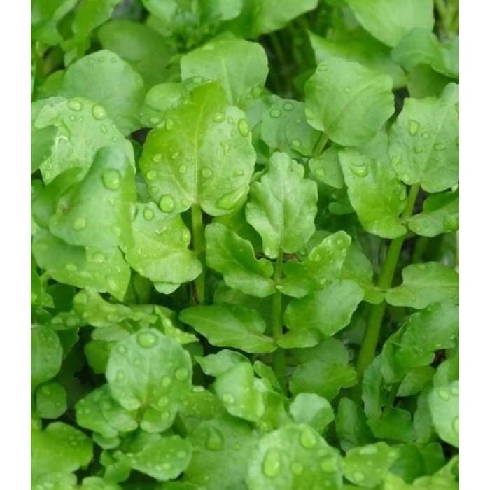 Воден крес Nasturtium officinale