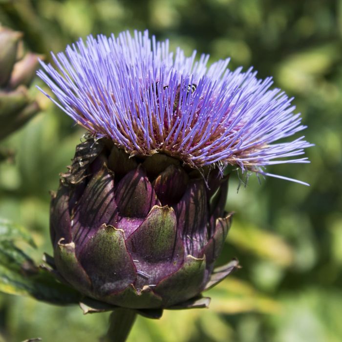 Артишок Виолет Де Прованс Violet de Provence