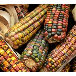 Декоративна Царевица Микс Zea mays japonica