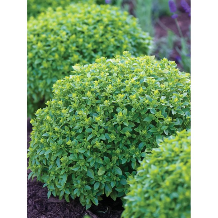 Босилек Дребнолистен Basilico foglia fine verde