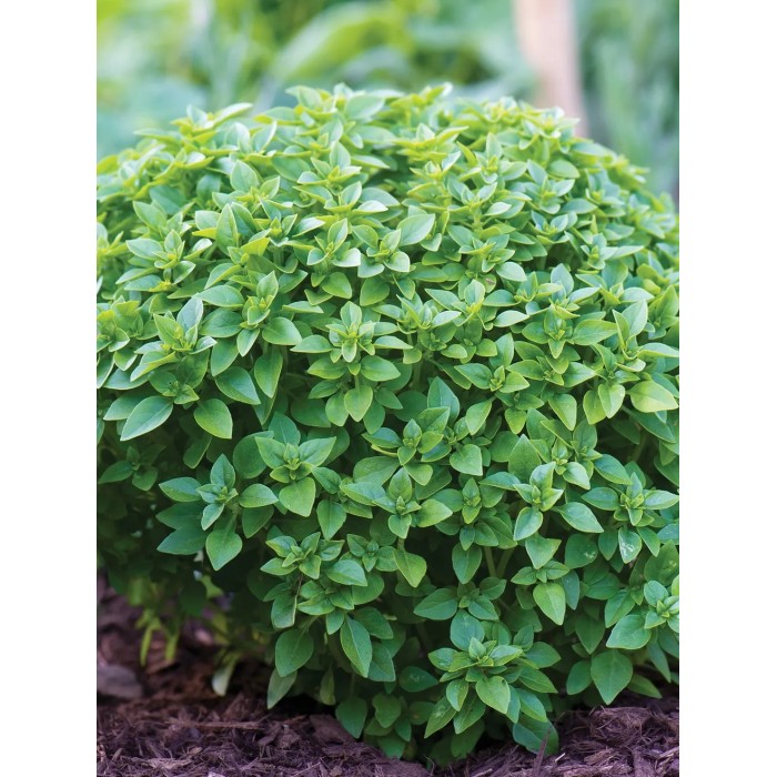 Босилек Дребнолистен Basilico foglia fine verde