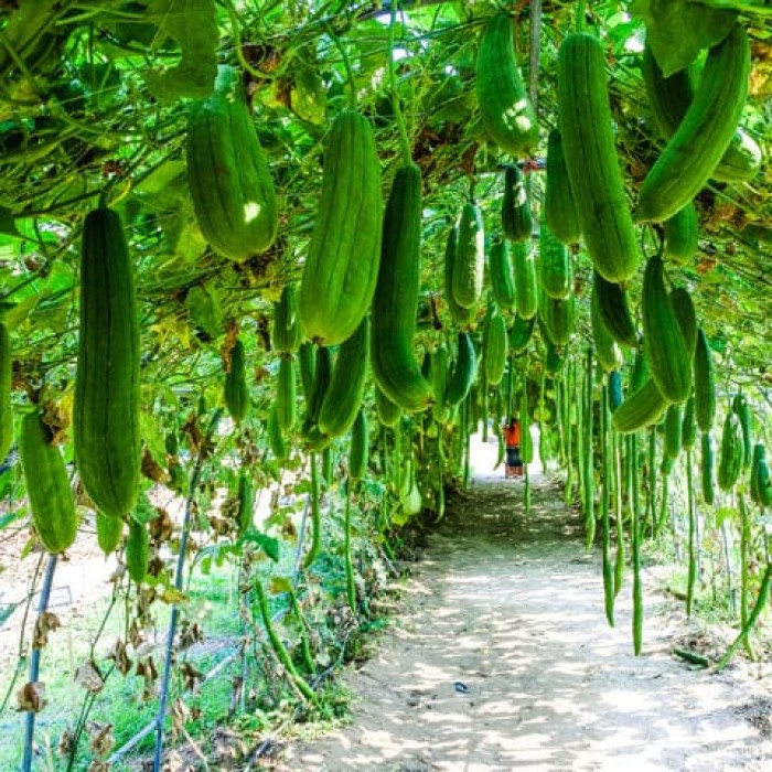 Луфа Luffa Cylindrica