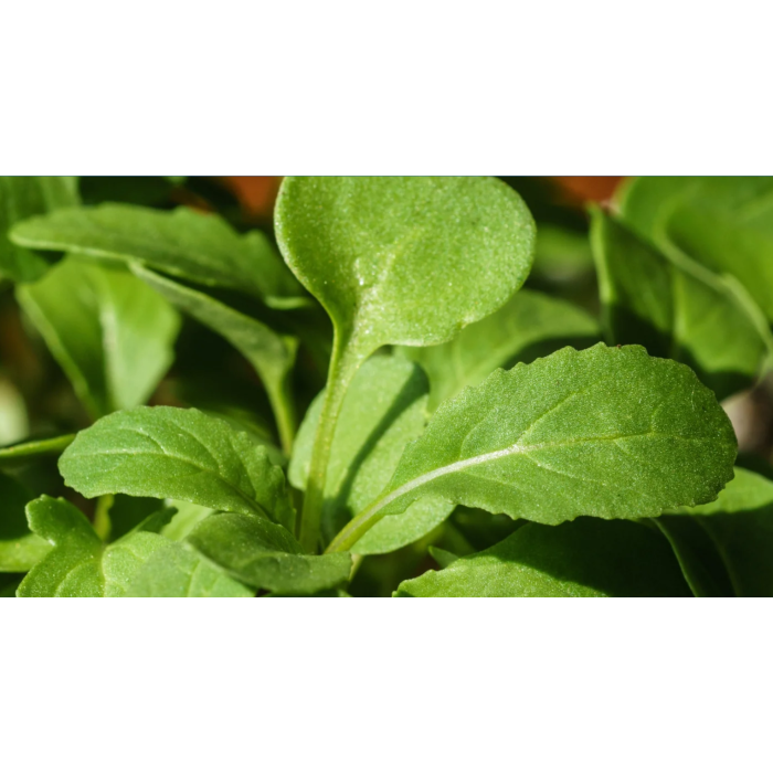 Рукола Rucola Coltivata
