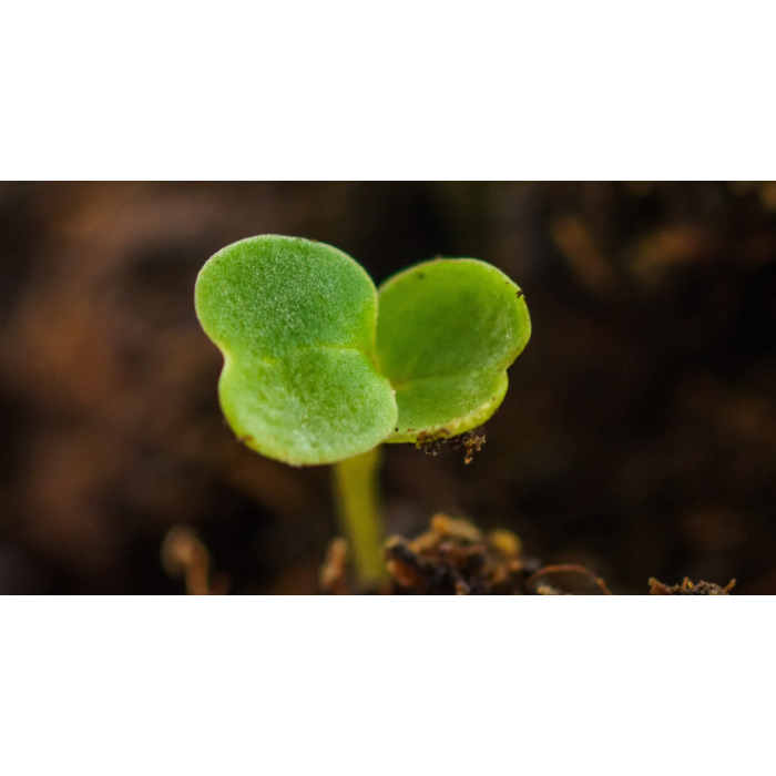 Рукола Rucola Coltivata