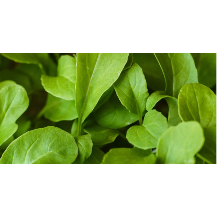 Рукола Rucola Coltivata