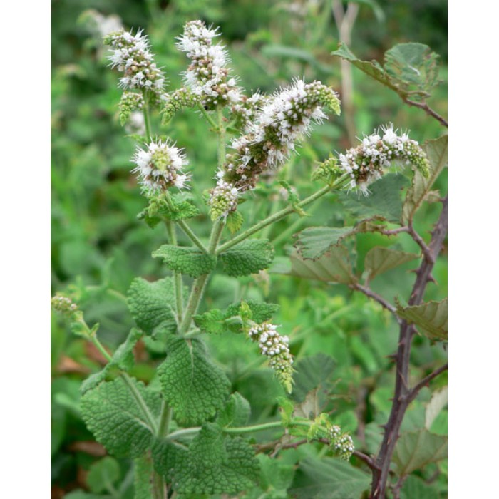 Семена от Мента (Ябълкова) Mentha rotundifolia