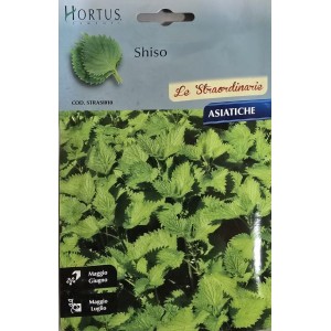 Шисо Зелено (Perilla frutescens var. crispa) – азиатски босилек (перила)
