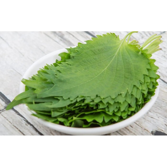 Шисо Зелено (Perilla frutescens var. crispa) – азиатски босилек (перила)