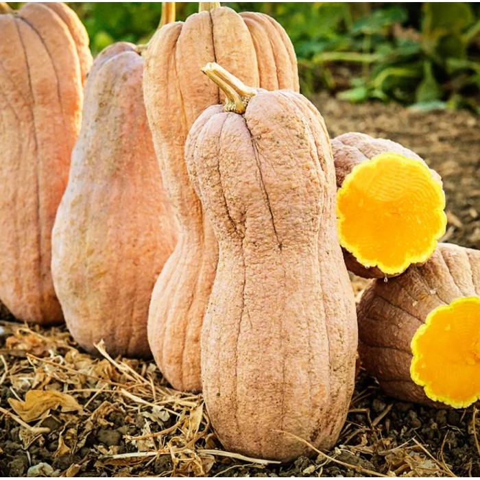 Тиква Бутернут (Набръчкана) Butternut (Rugosa)
