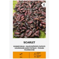 Фасул Скарлет Scarlet (увивен с шарено лилаво-черно зърно)