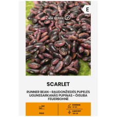 Фасул Скарлет Scarlet (увивен с шарено лилаво-черно зърно)