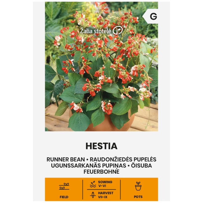 Фасул Хестия Hestia (саксиен с бяло зърно)