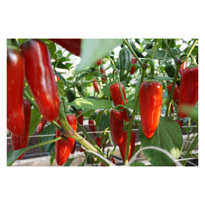 Чушлета Халапеньо Jalapeno М