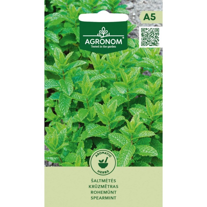 Джоджен (градинска мента) Mentha spicata