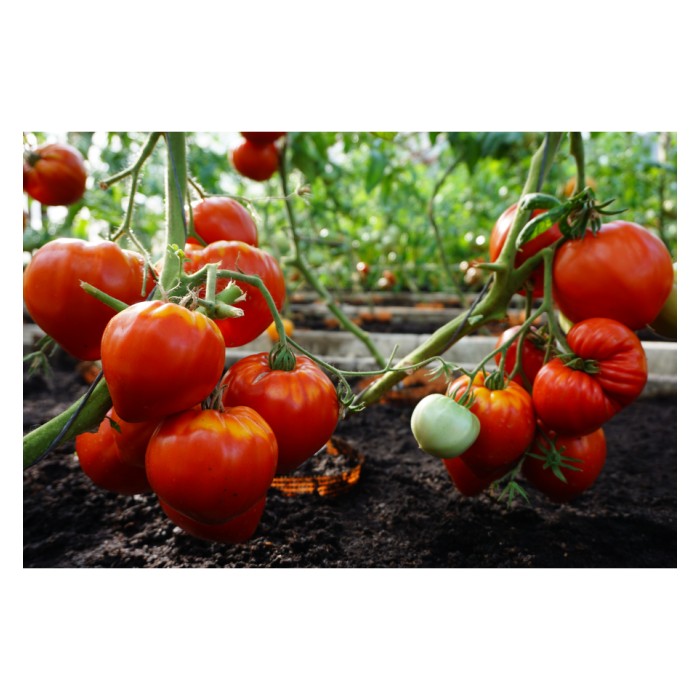 Домат Гурмандиа F1 Gourmandia H