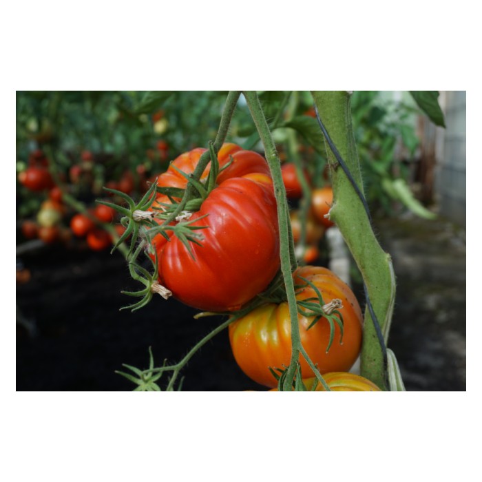 Домат Гурмандиа F1 Gourmandia H