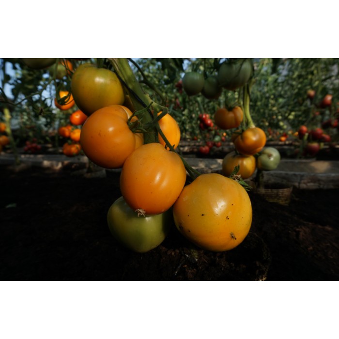 Домати Оранжево сърце Oxheart orange