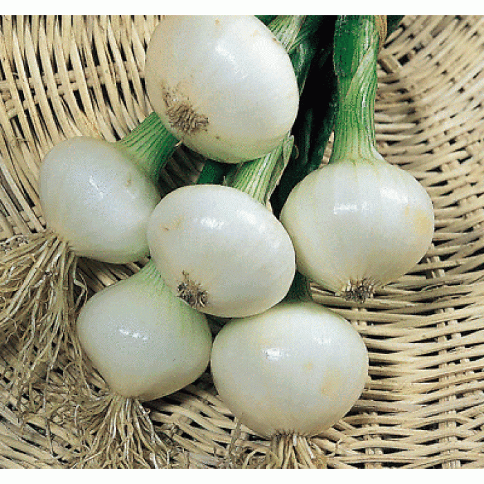 Лук Де Барлета Allium cepa L De Barletta