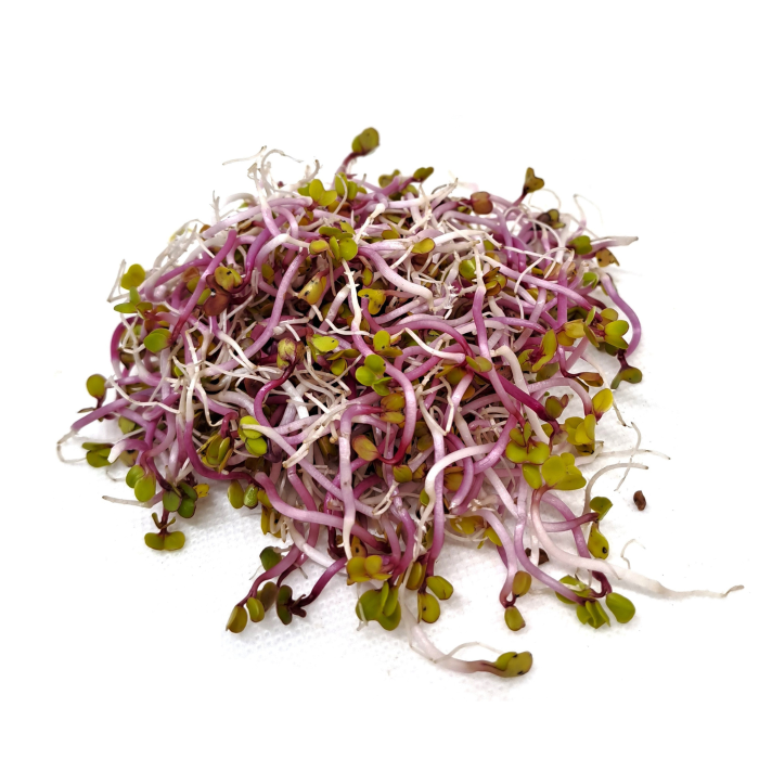 Органик семена Микро Репички Веном Raphanus sativus L - Urban garden