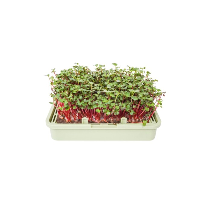 Органик семена Микро Репички Веном Raphanus sativus L - Urban garden