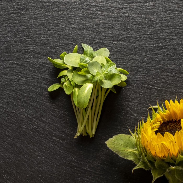 Органик семена Микро Слънчоглед Тини Стар Helianthus annuus L - Urban garden