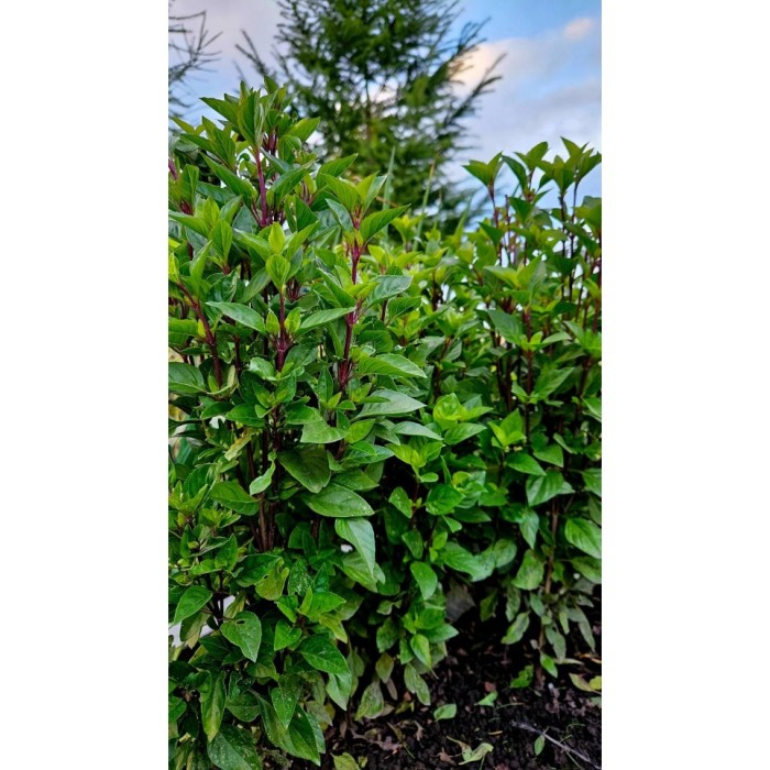 Босилек Тайландски Кули Ocimum basilicum