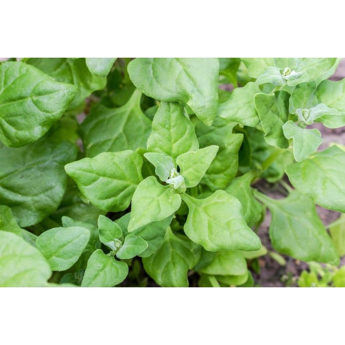 Спанак Нова Зеландия (летен сорт) Spinich New Zealand