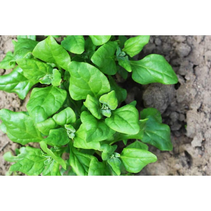 Спанак Нова Зеландия (летен сорт) Spinich New Zealand