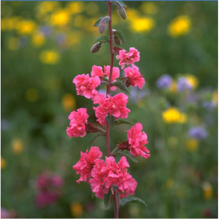 Кларкия Clarkia unguiculata