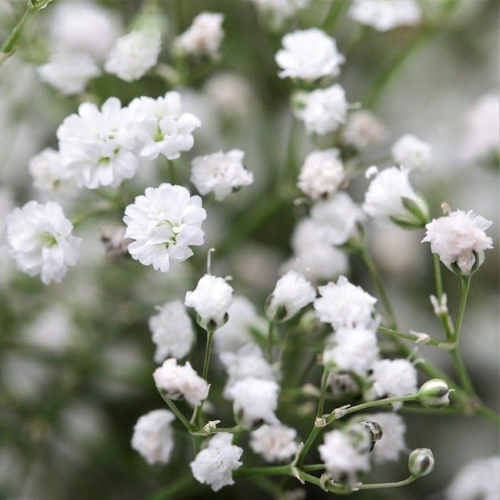 Гипсофила Gypsophila paniculata