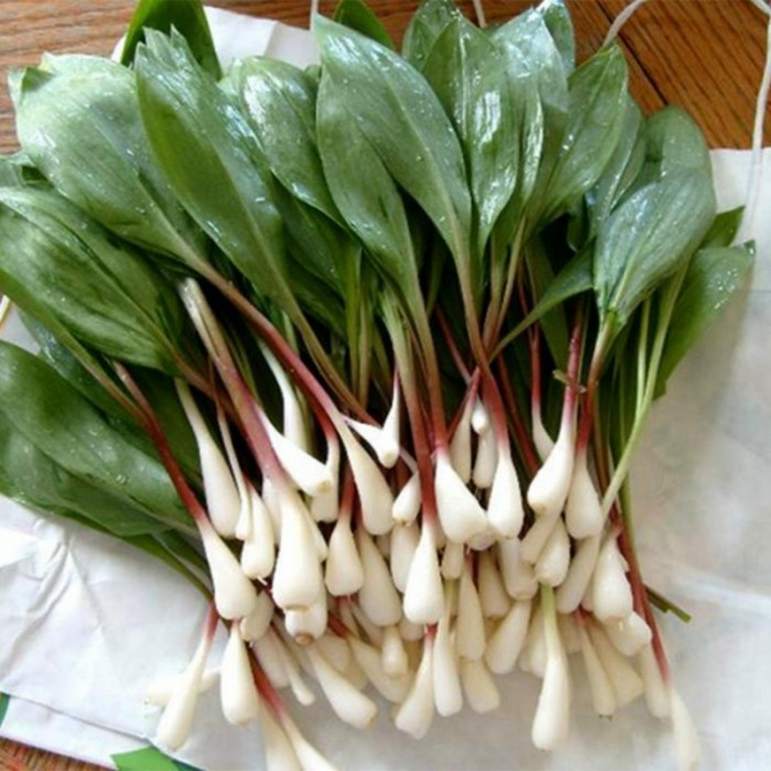 Левурда Allium ursinum