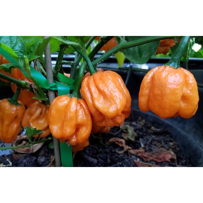 Люти чушки Скоч Бонет Scotch Bonnet
