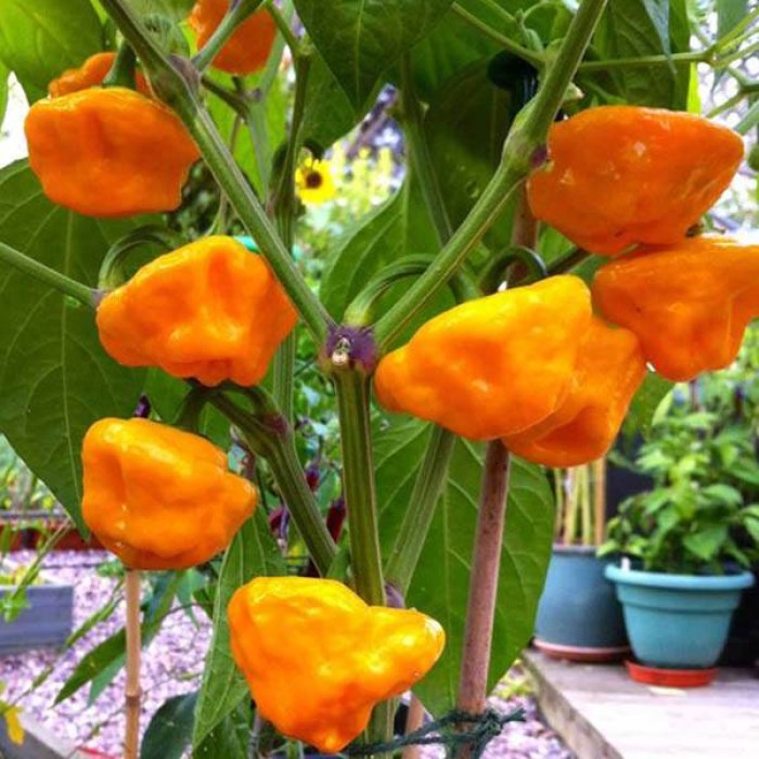 Люти чушки Скоч Бонет Scotch Bonnet