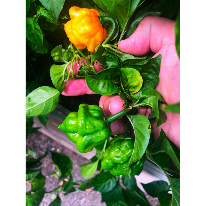 Люти чушки Скоч Бонет Scotch Bonnet