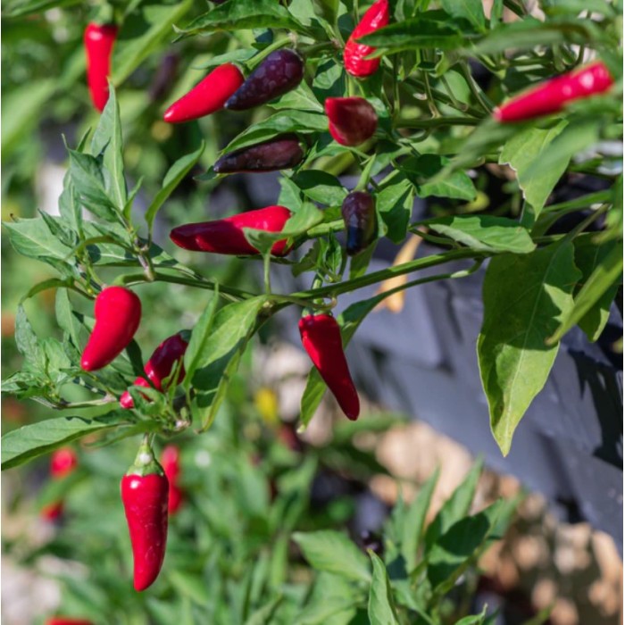 Люти чушки Табаско Tabasco