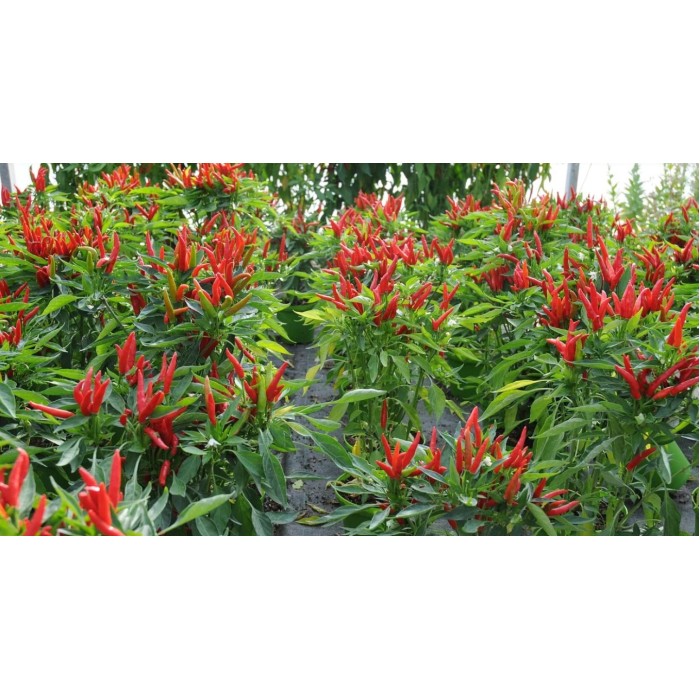 Люти чушки Табаско Tabasco