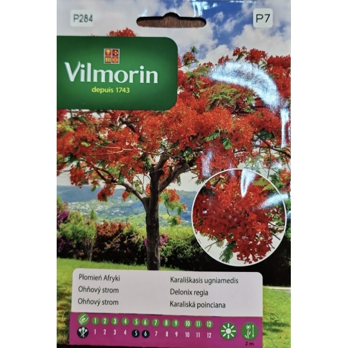 Огнено дърво Delonix regia